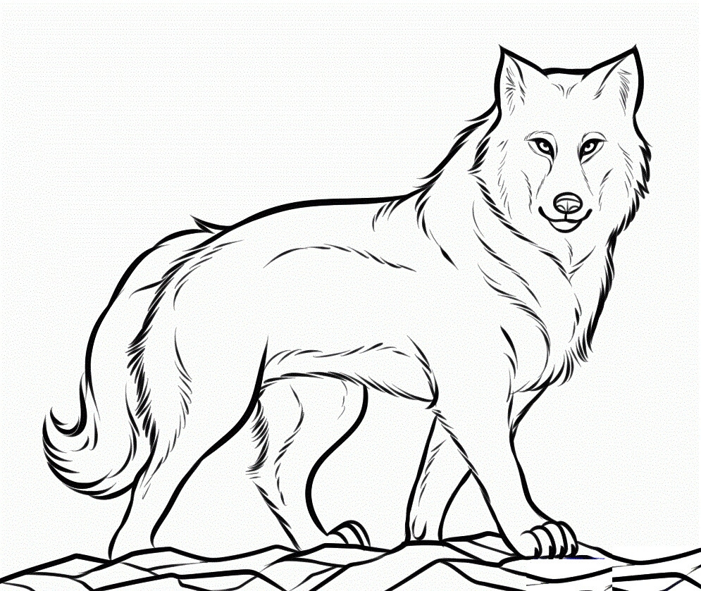 A Wolf Coloring Page Free Printable Coloring Pages For Kids
