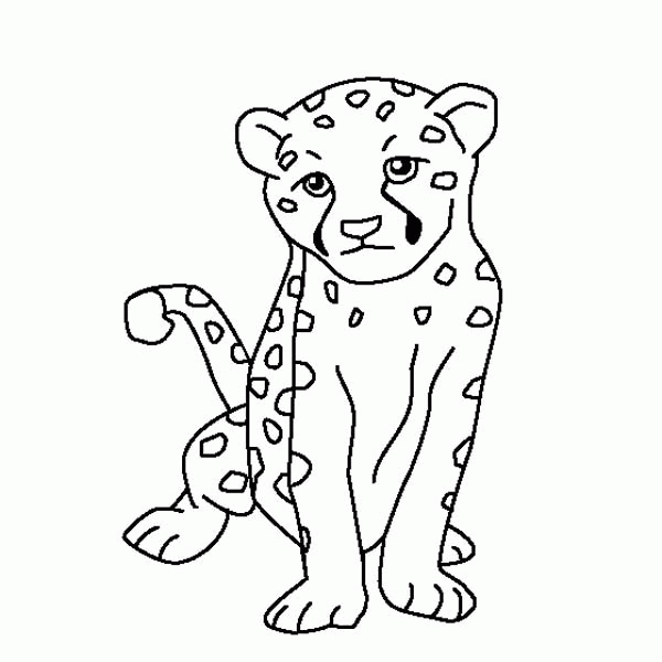 Baby Cheetah Images Coloring Home