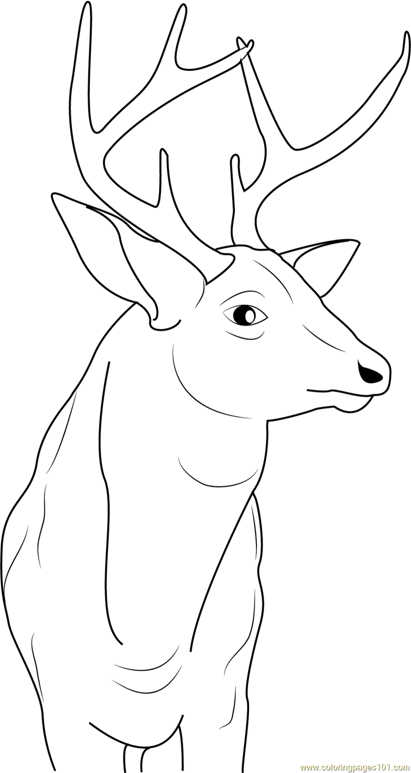 Buck Deer Coloring Page For Kids Free Deer Printable Coloring Pages 