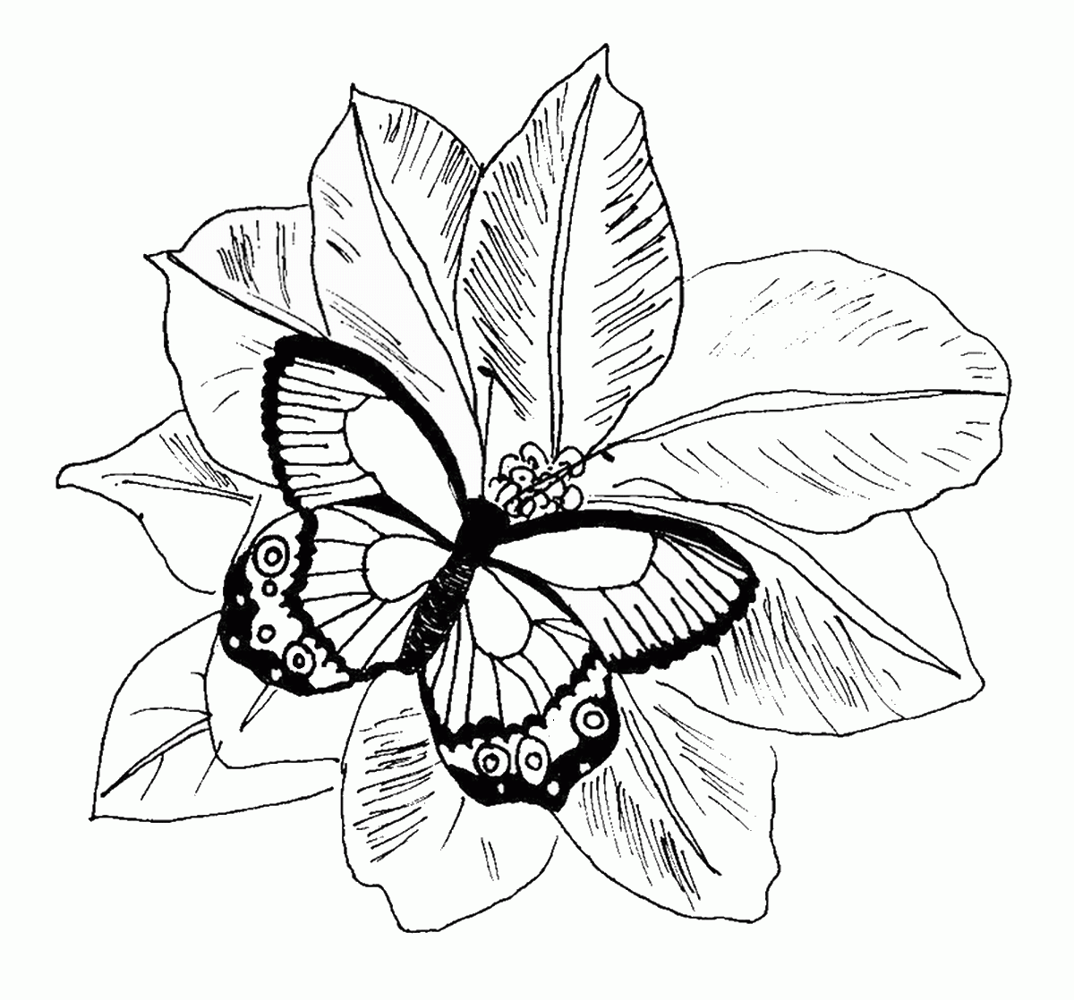 Butterflies Coloring Pages Free Printable Butterfly C Vrogue co