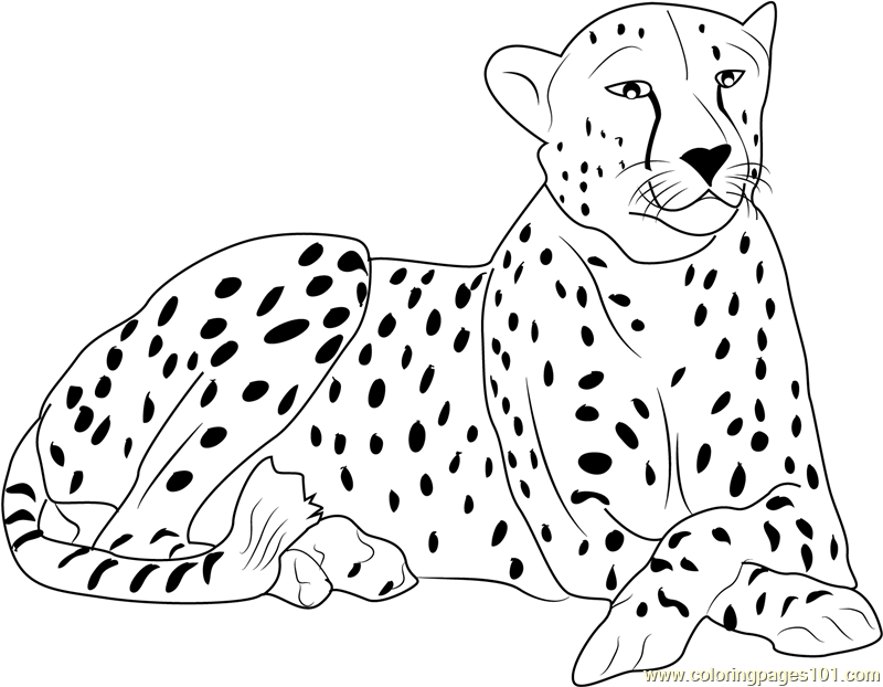 Cheetah Coloring Page For Kids Free Cheetah Printable Coloring Pages