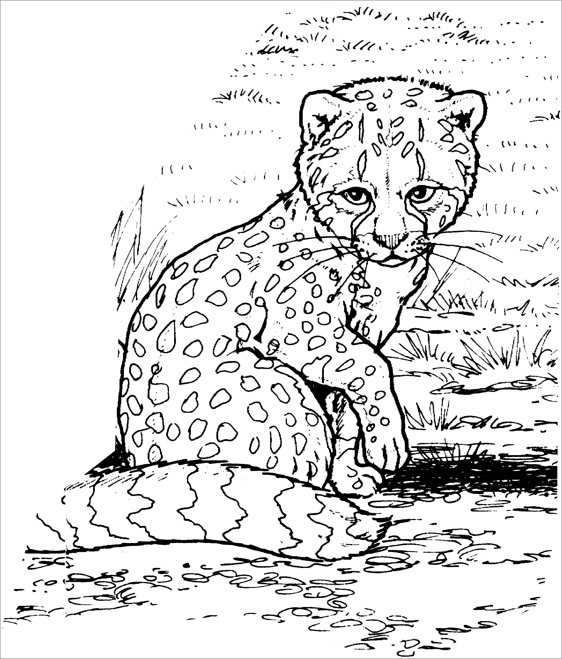 Cheetah Coloring Pages ColoringBay