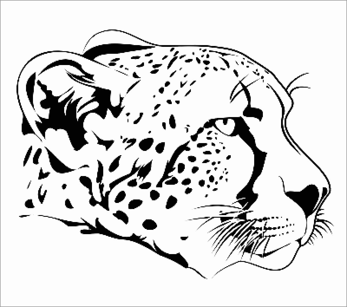 Cheetah Coloring Pages ColoringBay