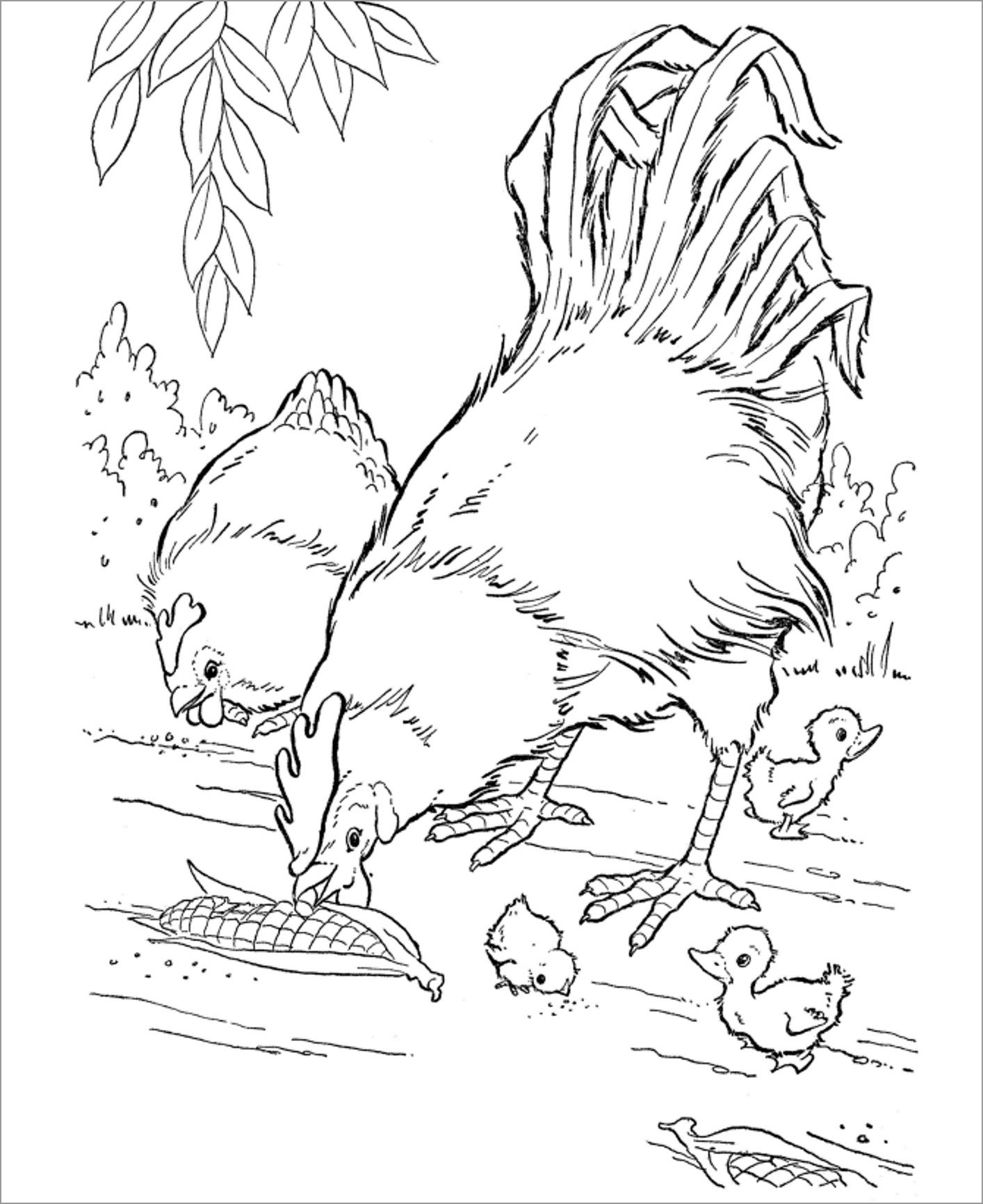 Chicken Coloring Pages ColoringBay