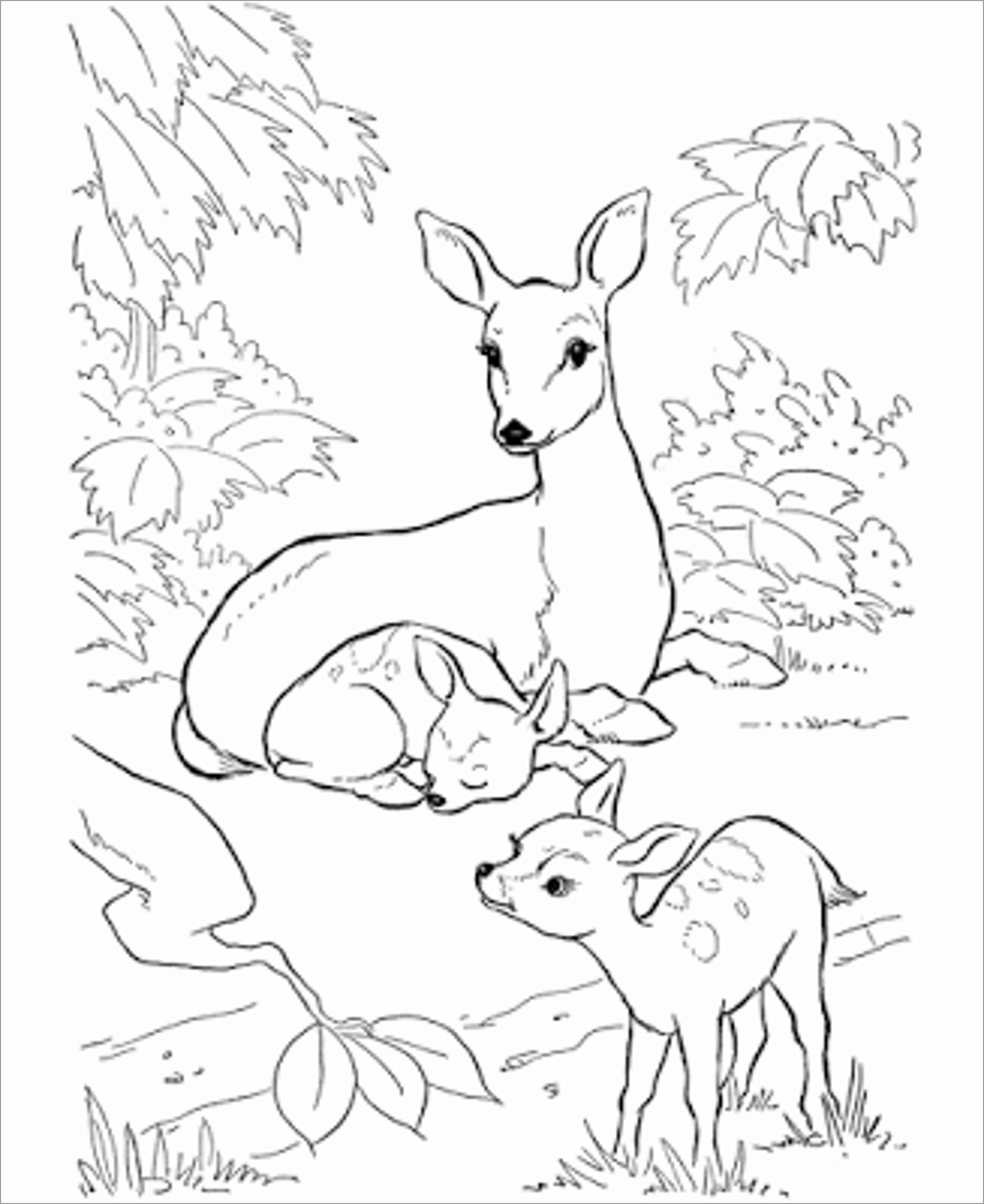 Deer Family Coloring Page ColoringBay
