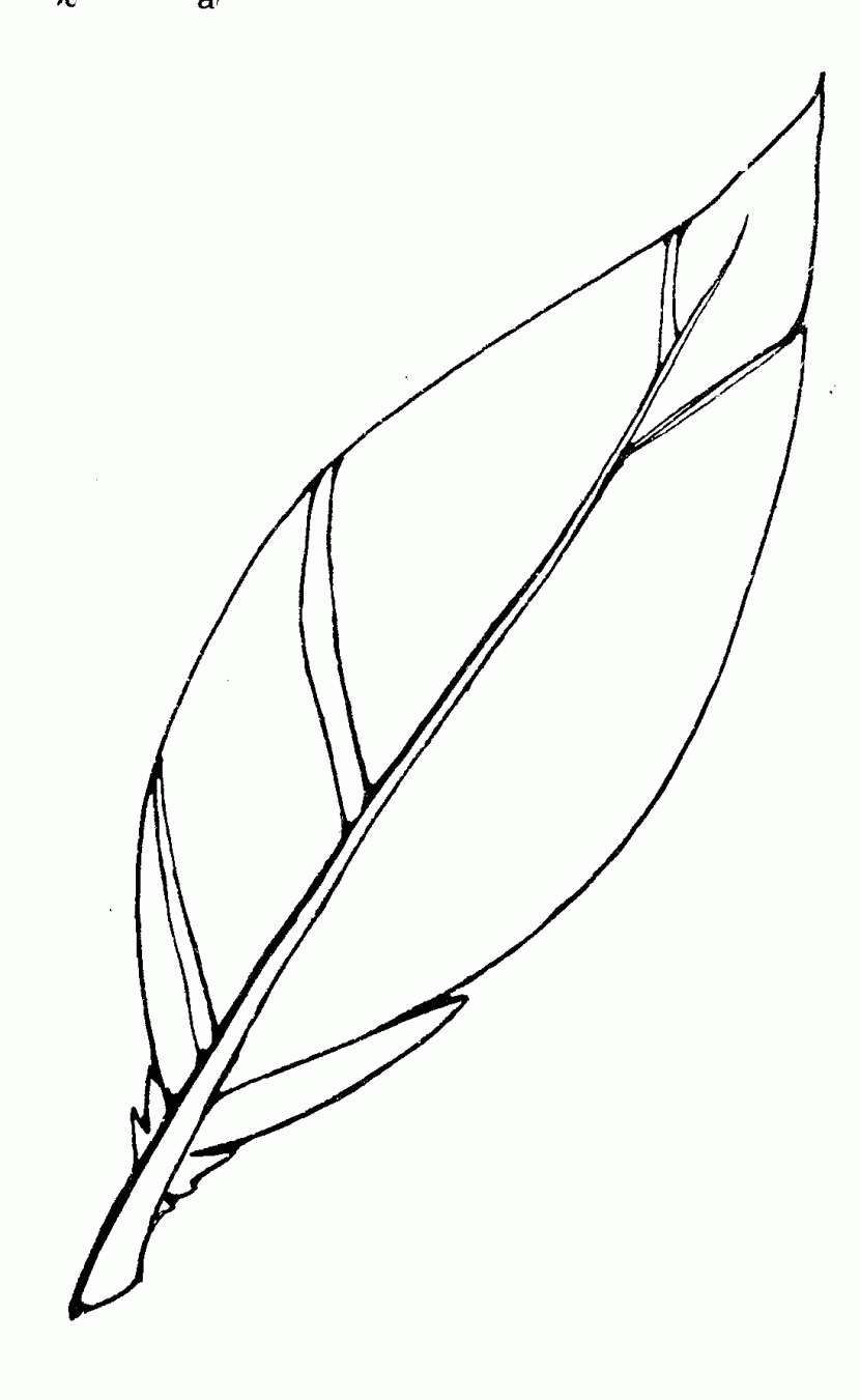 Feather Template Printable