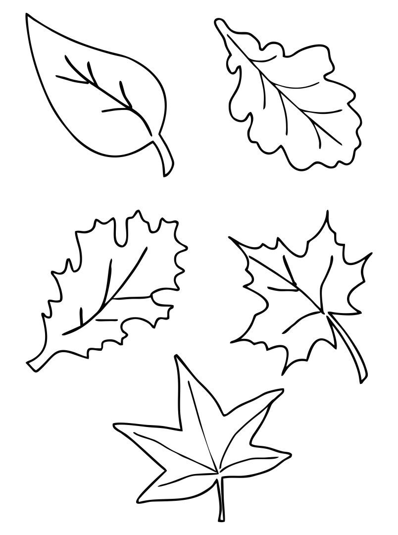 Free Printable Fall Leaf Templates Our Free Printable Leaf Templates 