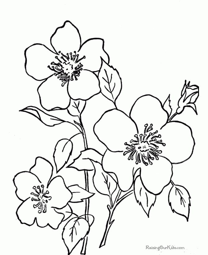 Free Printable Flower Coloring Pages Coloring Home