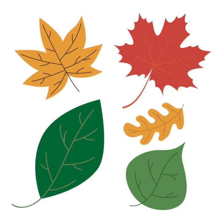 FREE Printable Leaves Pictures Leaf Templates