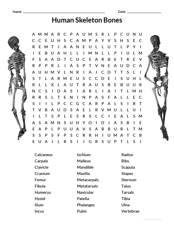 Free Printable Skeleton Crosswords Printable Crossword Puzzles Online