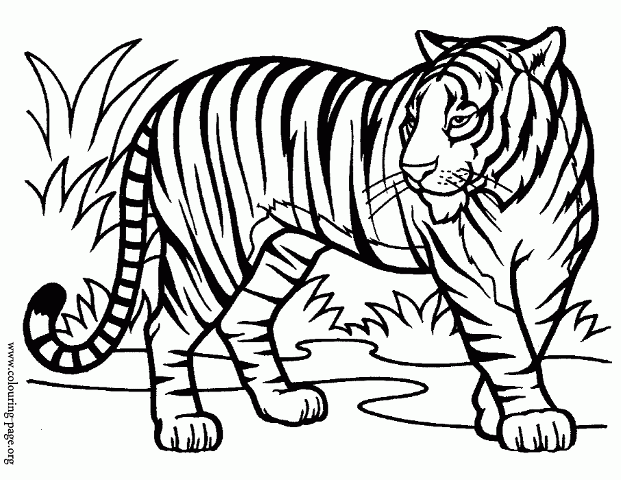 Free Tiger Coloring Pages Coloring Home