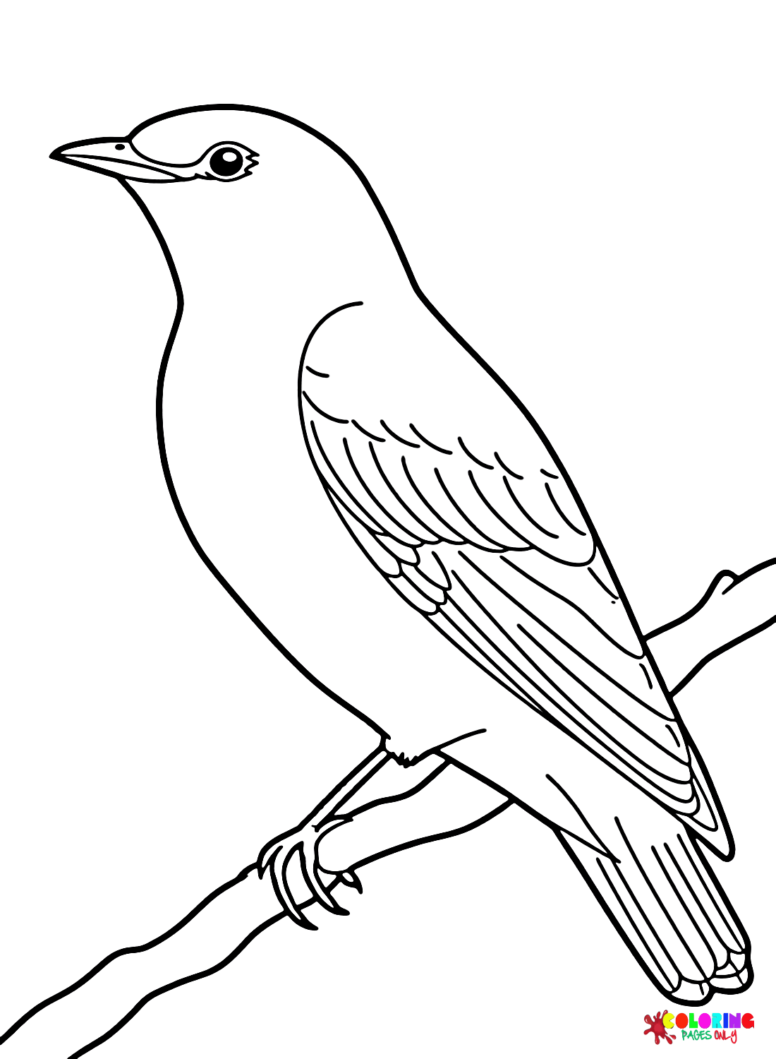 Images Cuckoo Bird Coloring Page Free Printable Coloring Pages