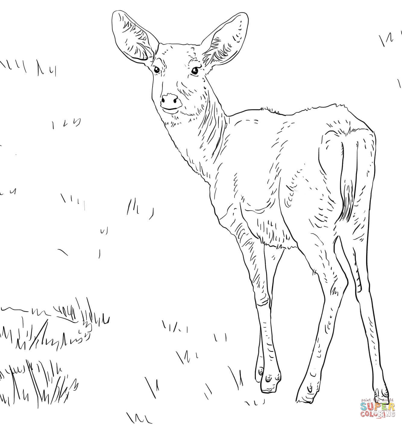 Mule Deer Coloring Page Coloring Home