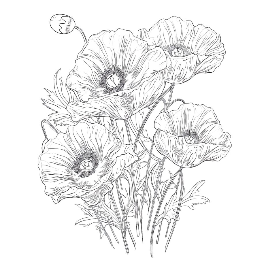 Poppy Flower Coloring Page Printable Infoupdate