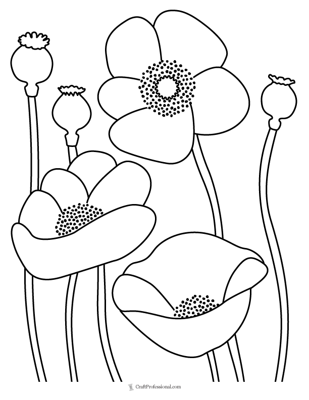 Poppy Flower Coloring Page Printable Infoupdate