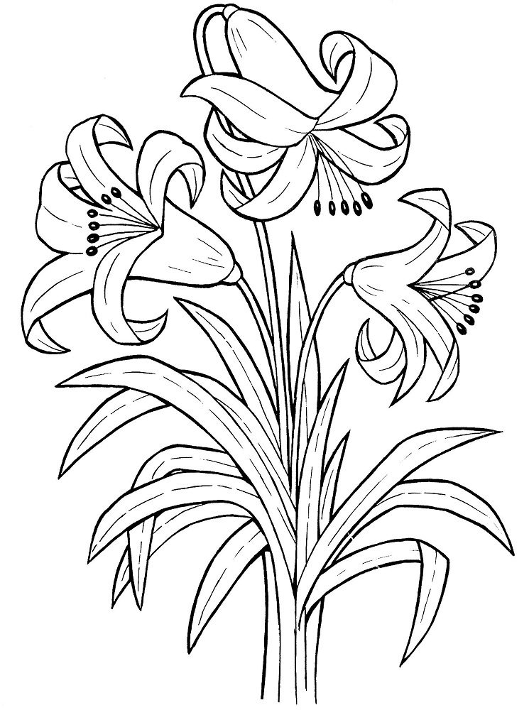 Printable Lily Flower Coloring Pages Coloring Book 