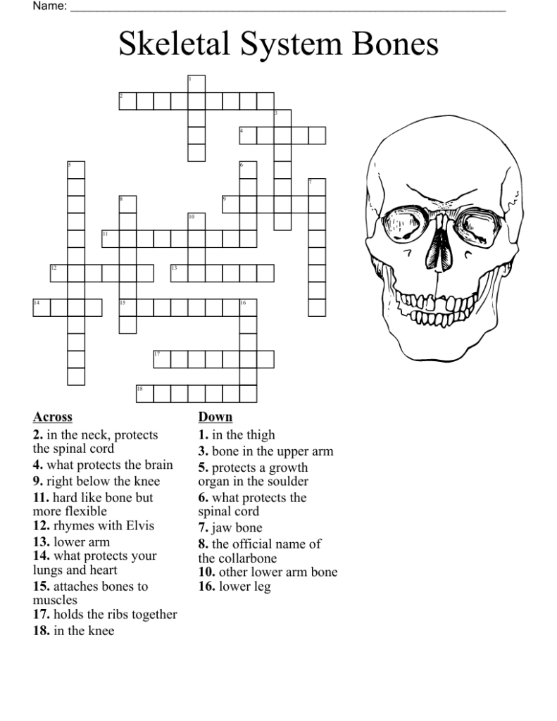 Printable Skeletal System Crossword Puzzle Free Crossword Puzzles 