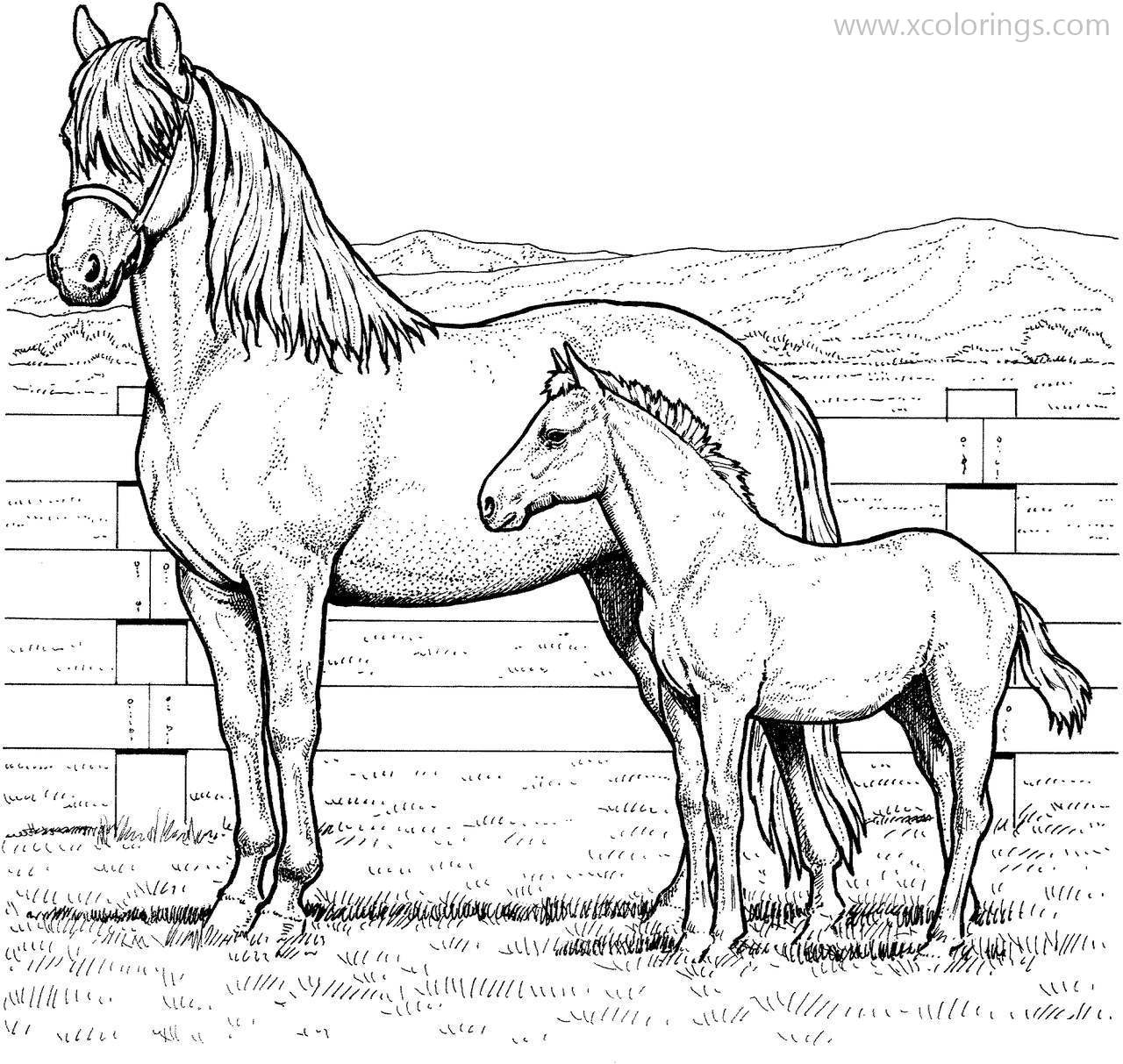 Realistic Baby Horses Coloring Pages XColorings