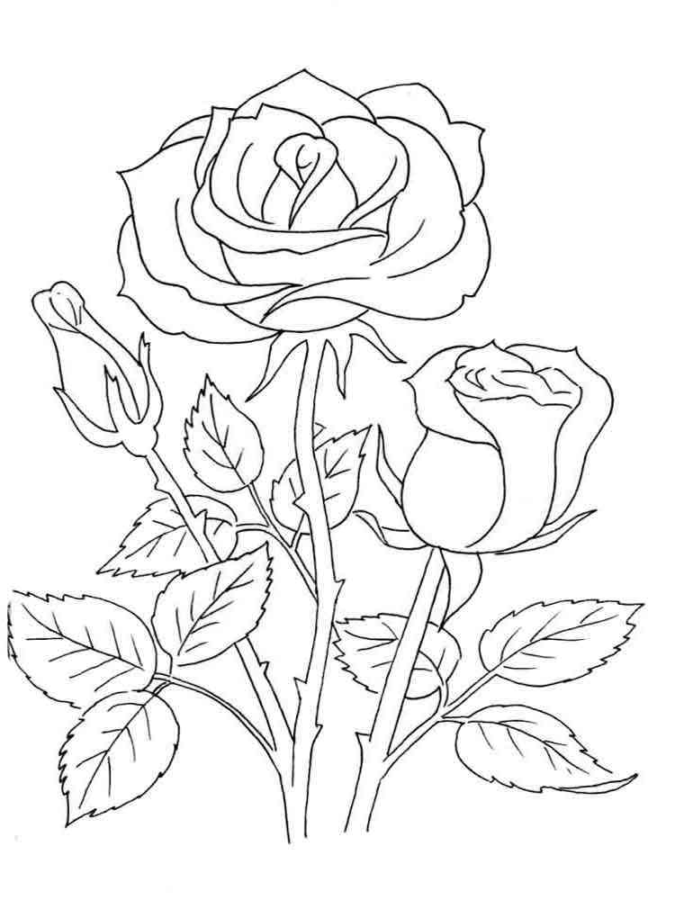 Rose Coloring Pages