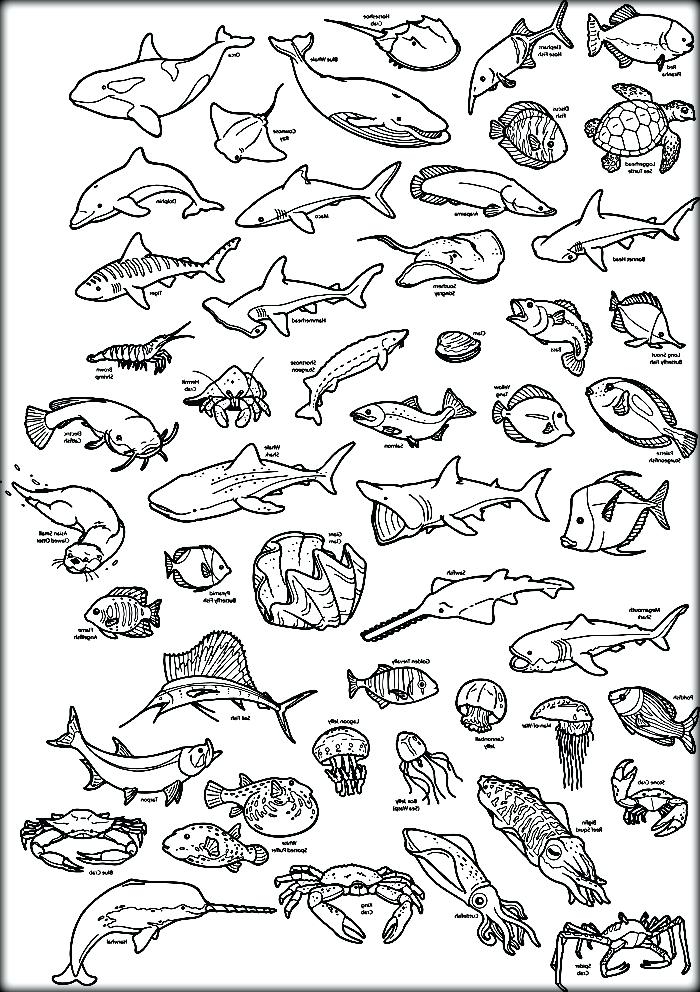 Sea Animals Coloring Pages Fish Coloring Pages
