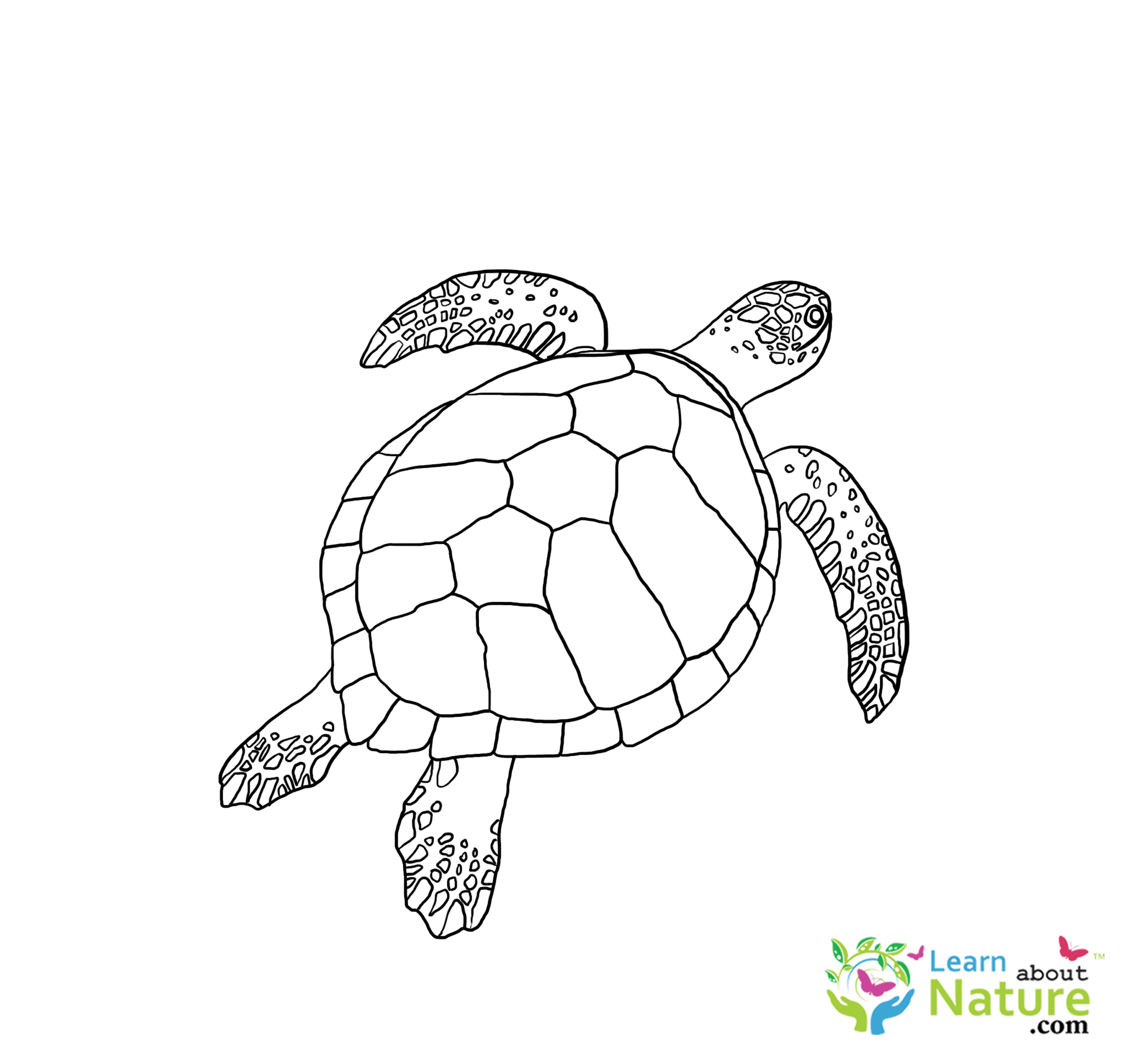 Sea turtle coloring page 2 Learn About Nature