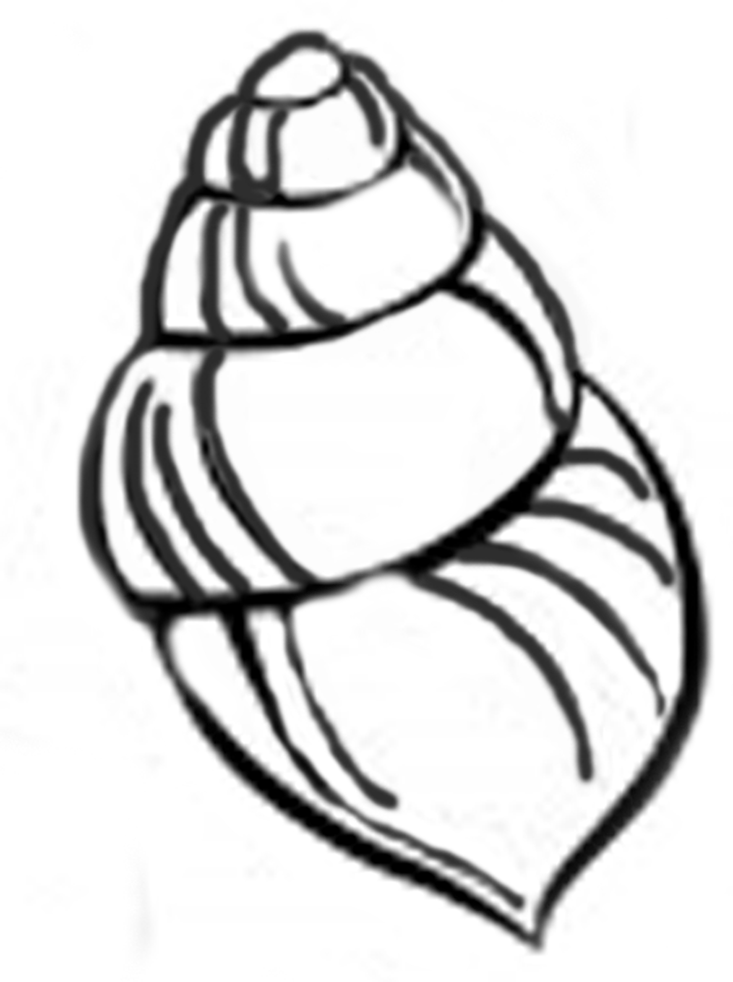 Seashell Template Free Printable ClipArt Best