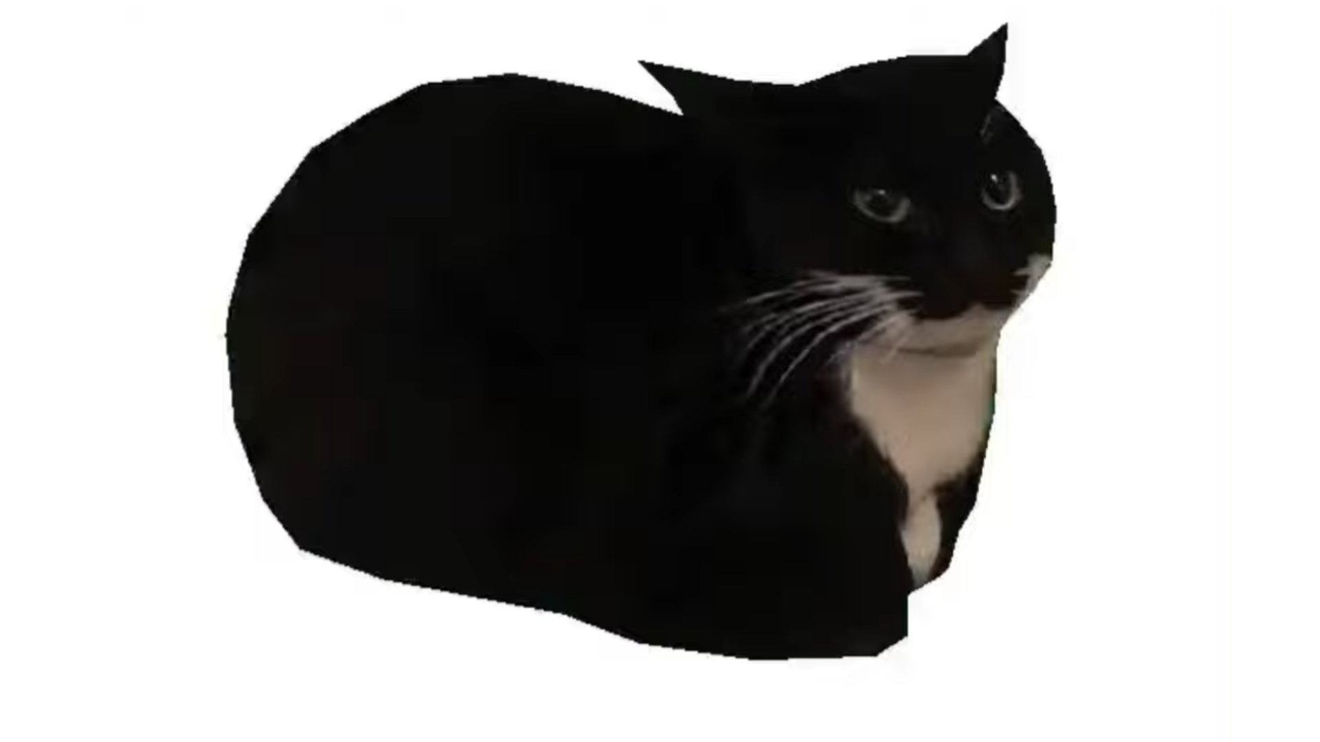 Spinning Cat Maxwell The Cat Trending Videos Gallery Know Your Meme