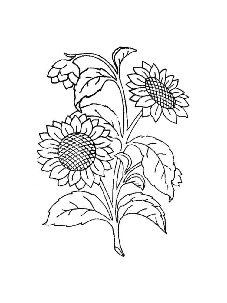 Sunflower Coloring Pages