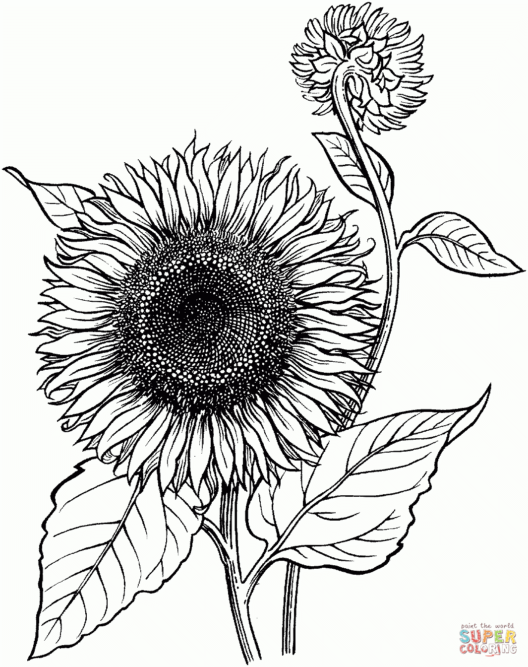 Sunflower Coloring Pages Learny Kids