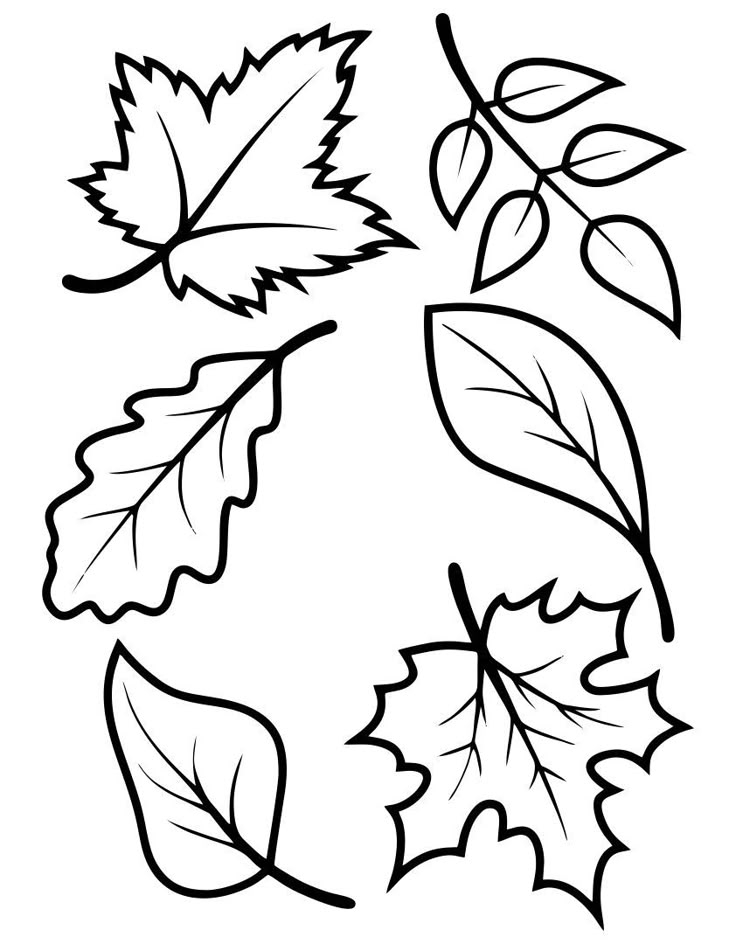 Three Leaves That Are Black And White