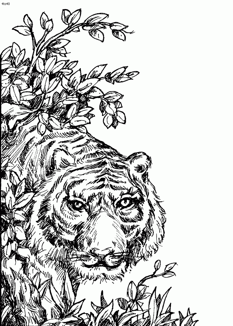 Tiger Coloring Pages Free Coloring Home