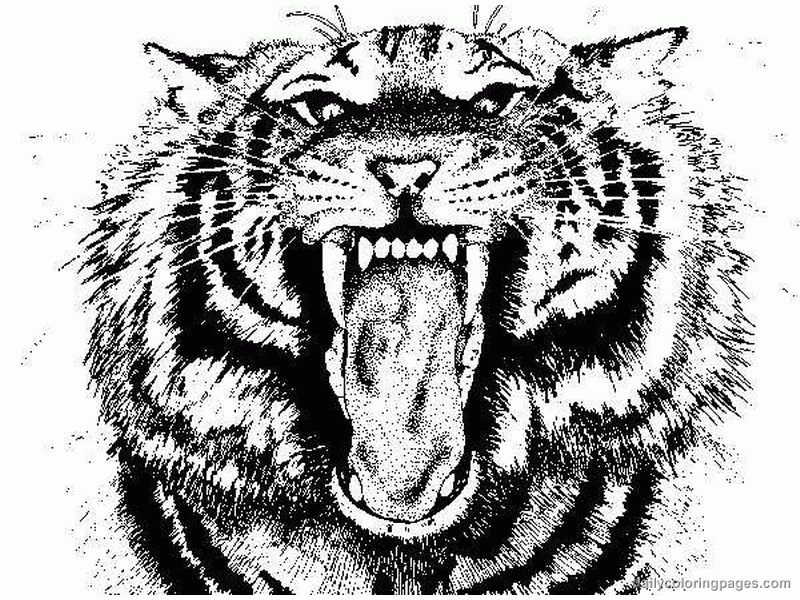 Tiger Printable Coloring Pages Coloring Home