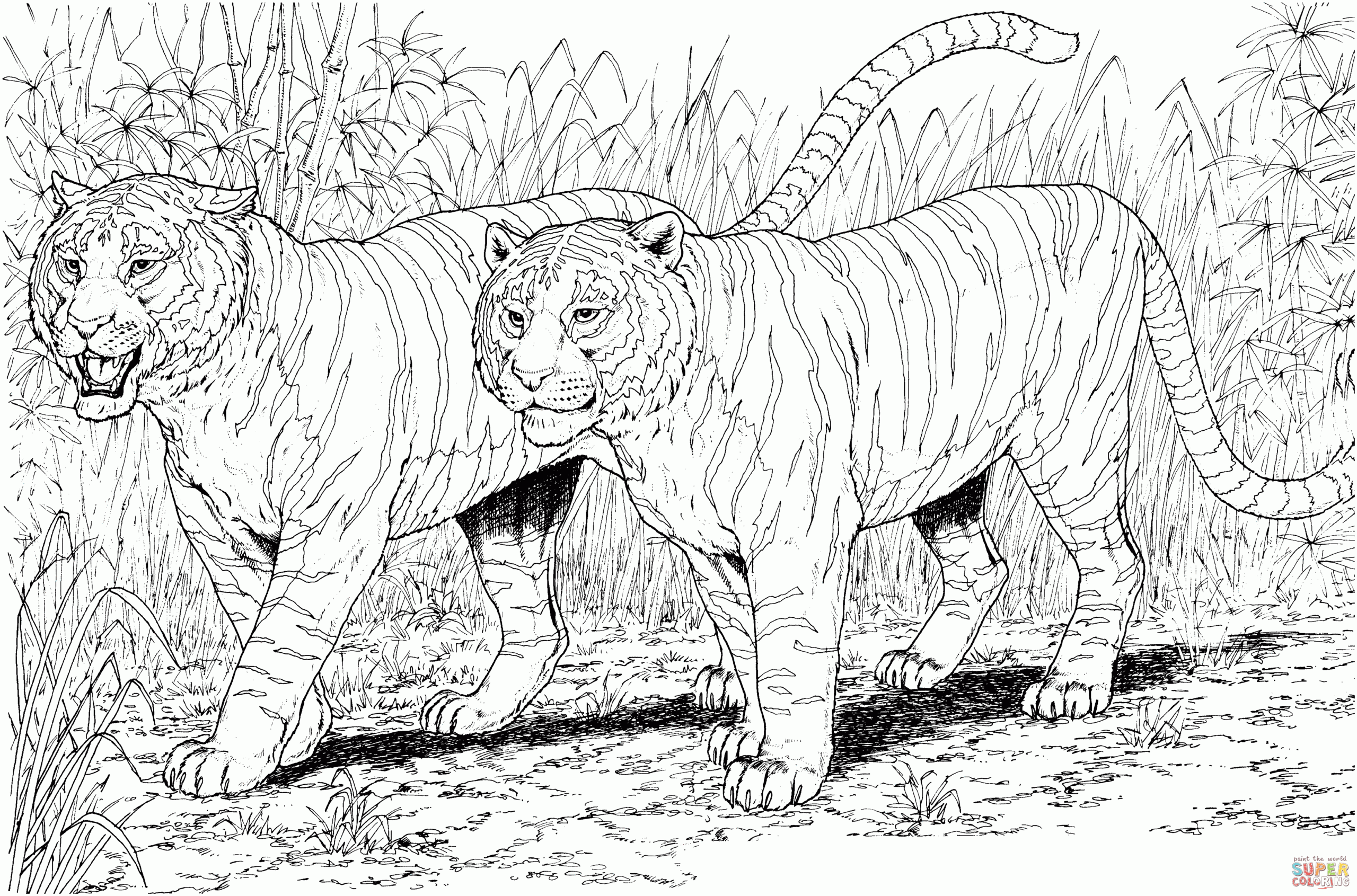 Tiger Printable Coloring Pages Coloring Home