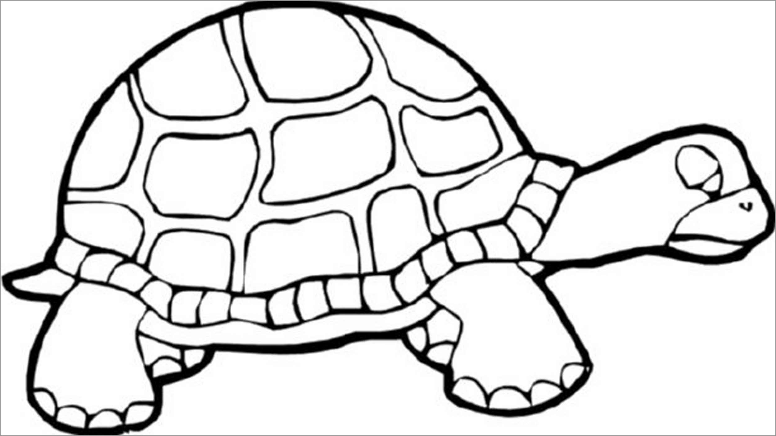Turtle Coloring Pages ColoringBay