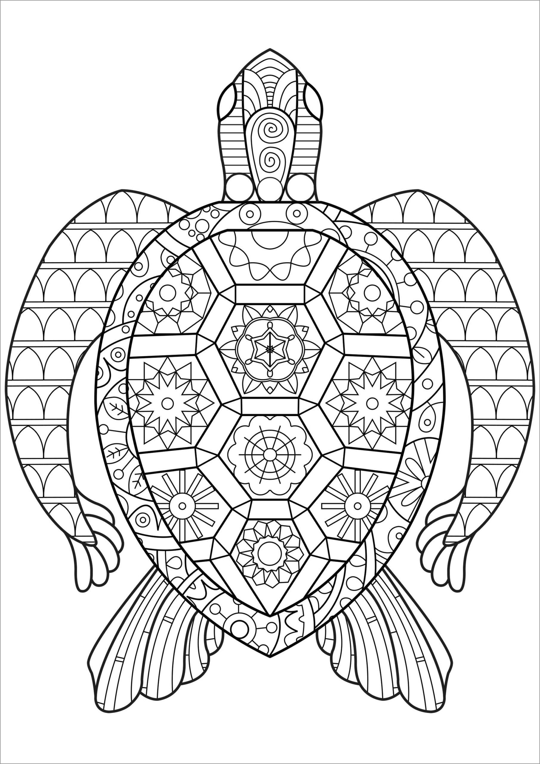 Turtle Coloring Pages ColoringBay
