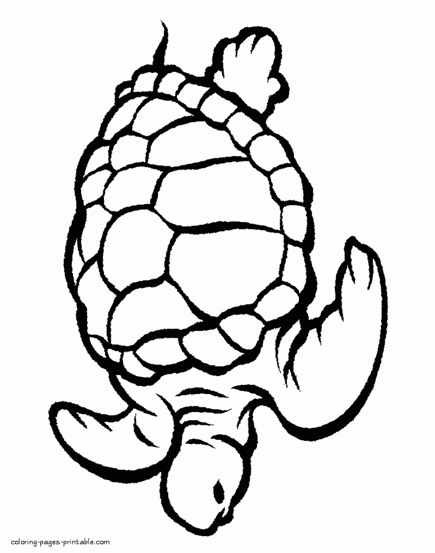 Turtle Sea Animals Colouring Pages COLORING PAGES PRINTABLE COM