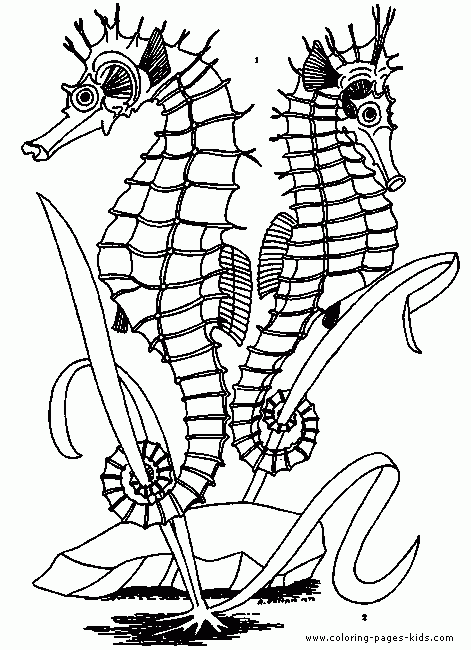 Two Seahorses Color Page