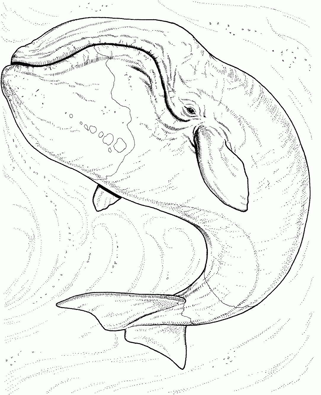 Whale Coloring Pages