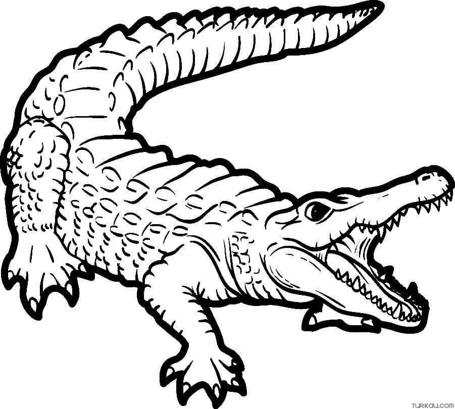 Wild Animal Crocodile Coloring Page Turkau