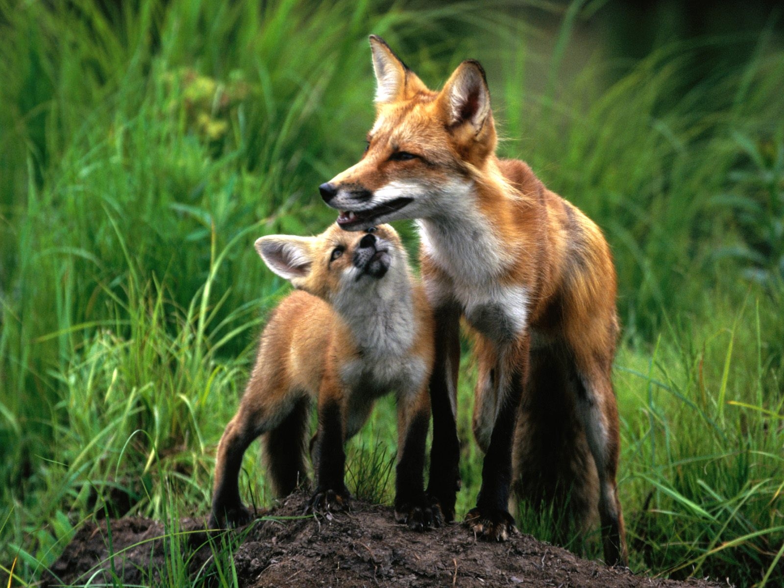 Animal Facts Foxes
