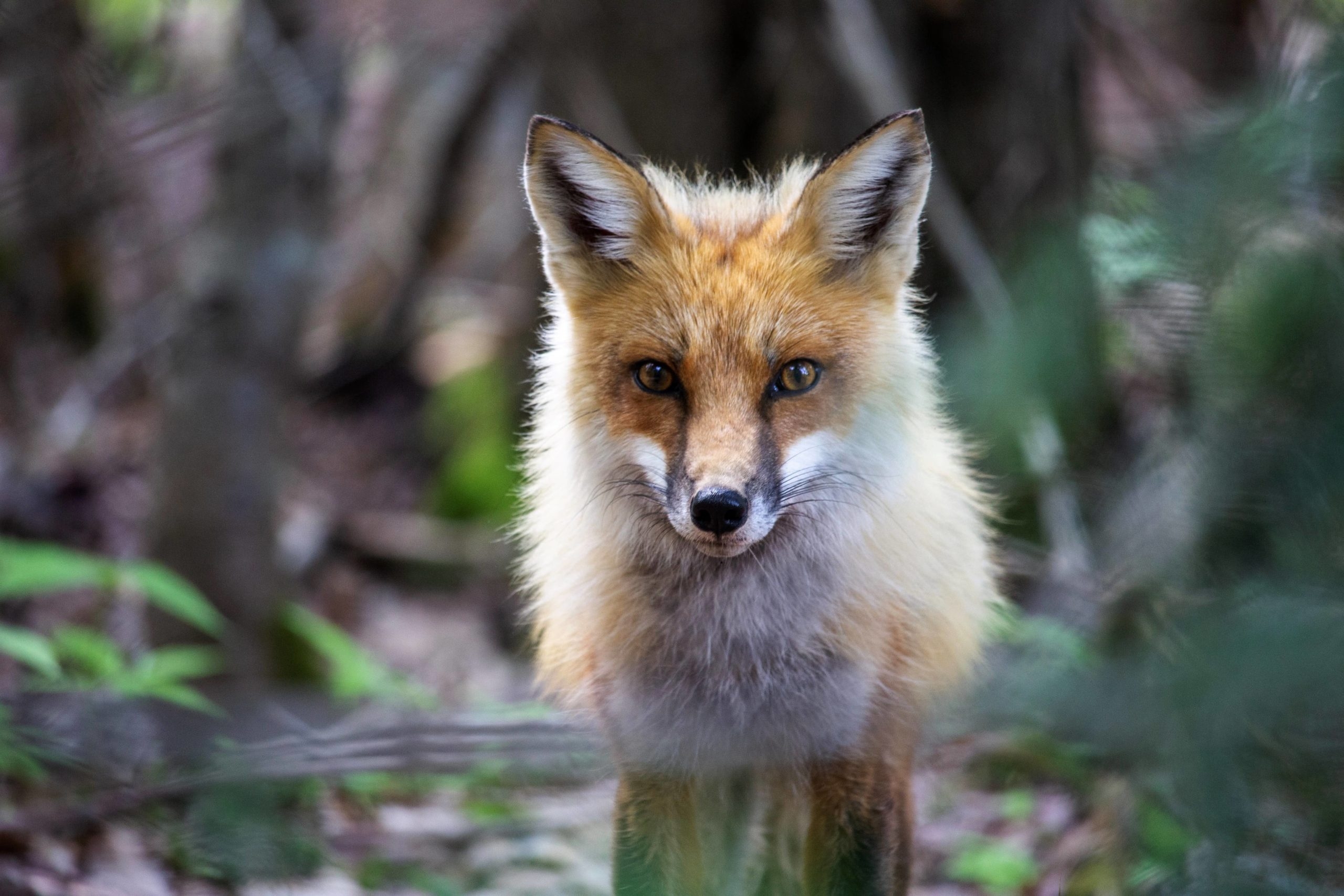 Canadian Fox