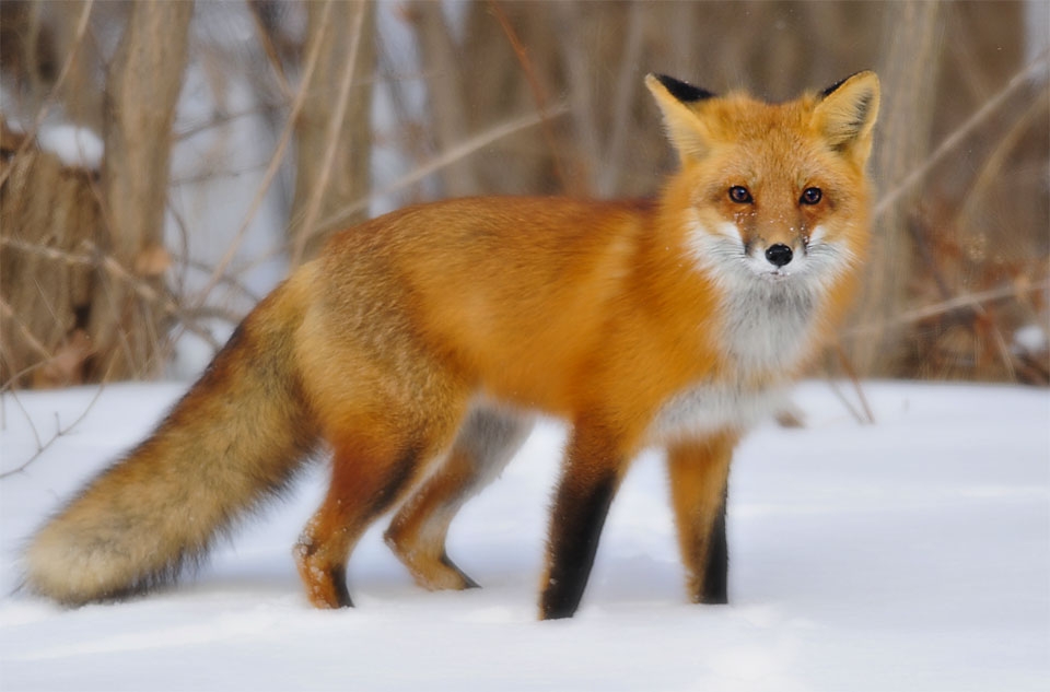 FOX Fox Photo 40076151 Fanpop