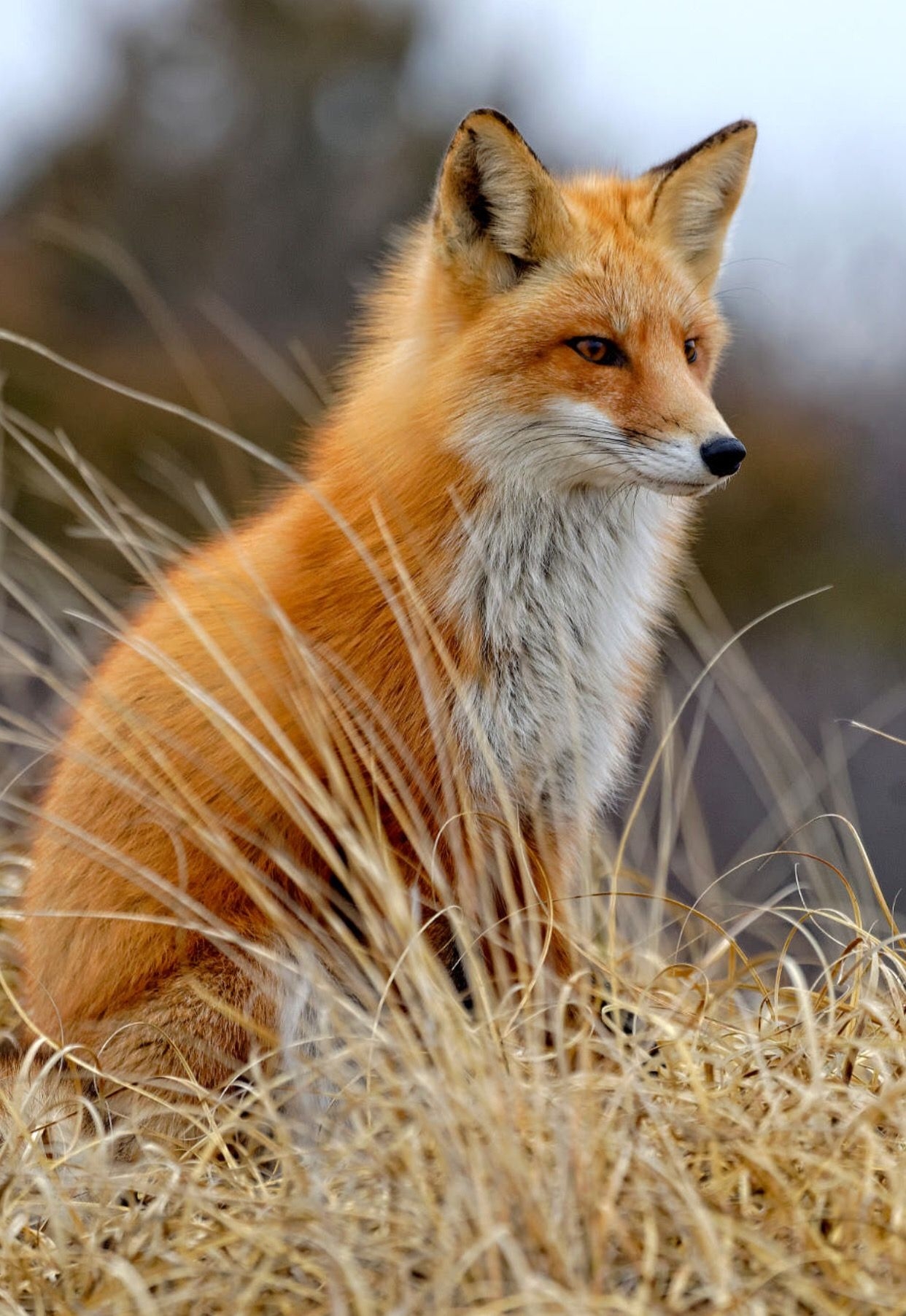 From 500px Fox Pictures Fox Animals Beautiful