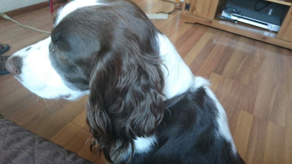 Mpls Star Tribune Classifieds Pets Petspare