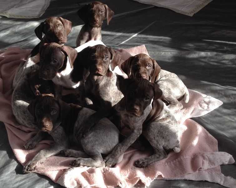 Mpls Star Tribune Classifieds Pets Petspare