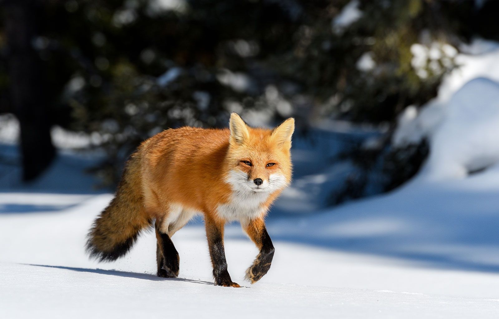 Red Fox Diet Behavior Adaptations Britannica