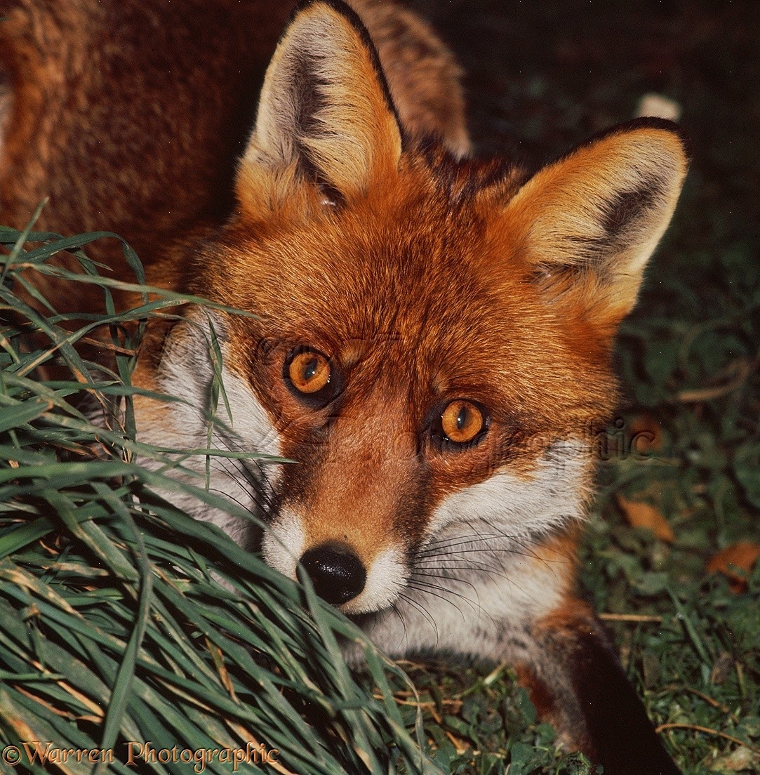 Red Fox Photo WP22241