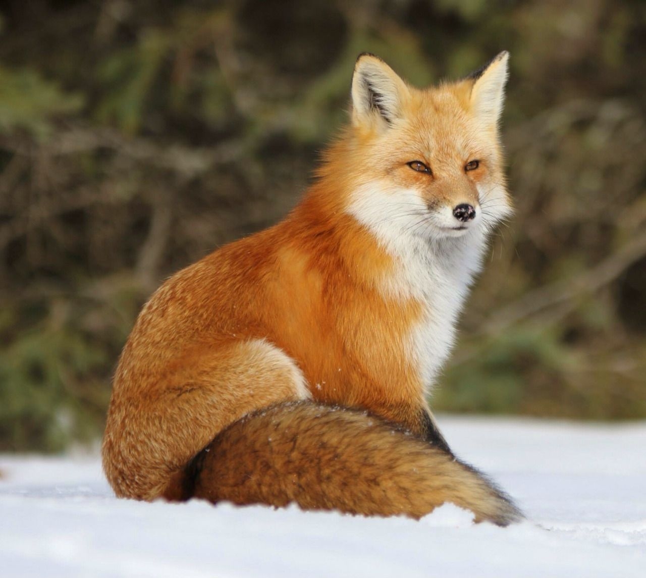The Beauty Of Wildlife Pet Fox Fox Fox Pictures