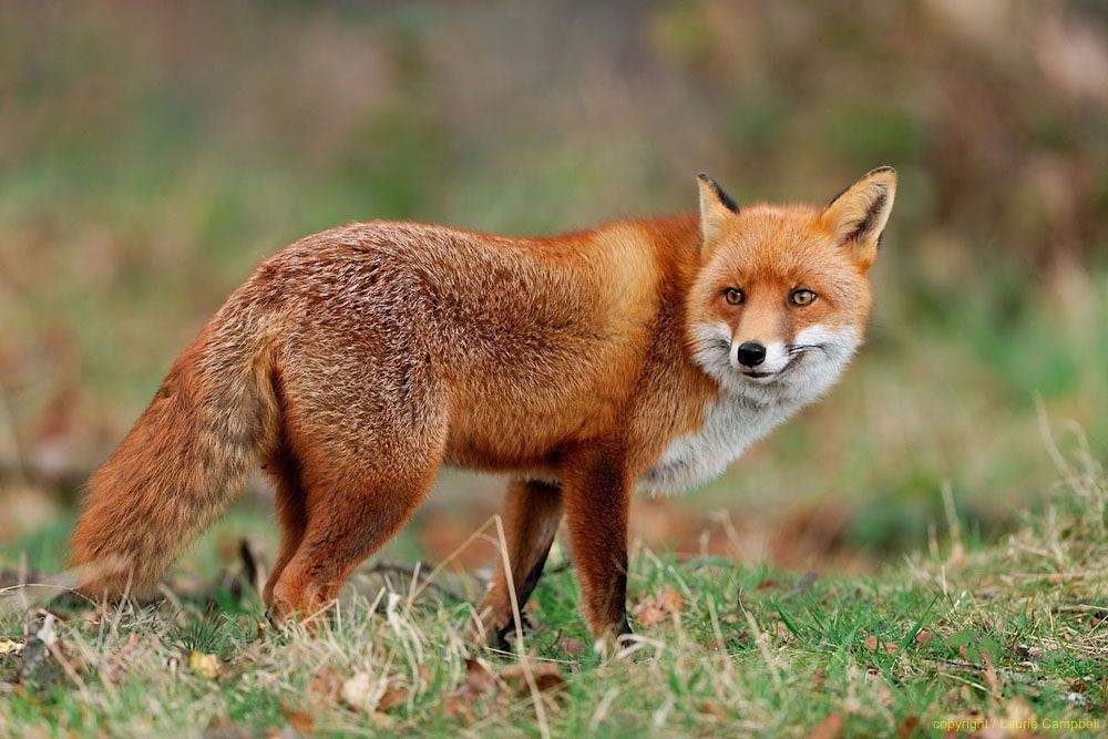 UK Wildlife Gallery National Wildlife Crime Unit NWCU