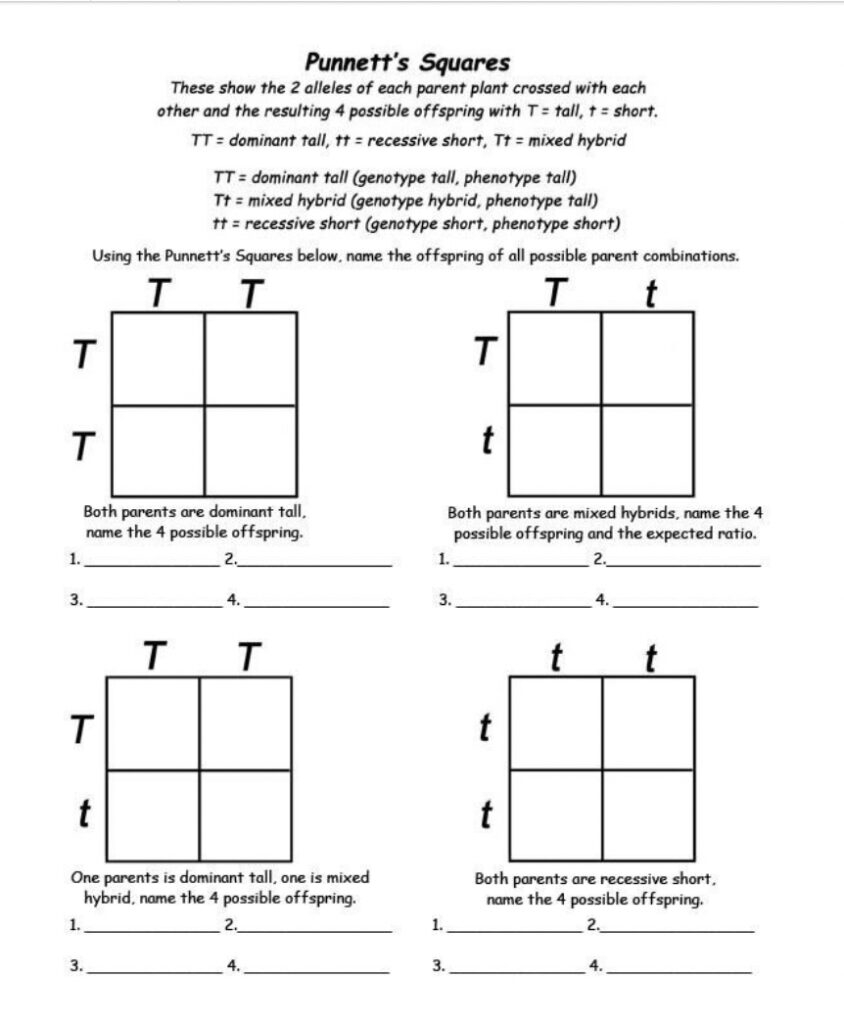 9 Hands On Worksheet Punnett Square Worksheet The Teach Simple Blog Worksheets Library